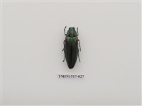 藏品(鞘翅目(三))的圖片